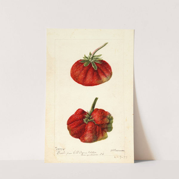 Fragaria: Dew (1897) by Deborah Griscom Passmore