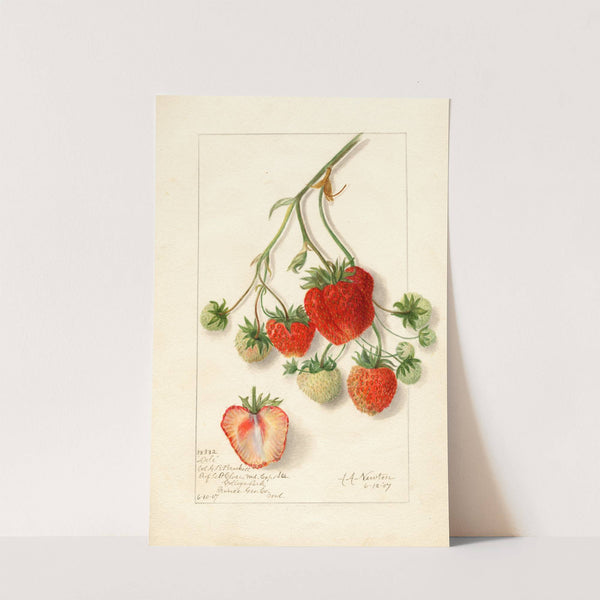 Fragaria: Dole by Amanda Almira Newton