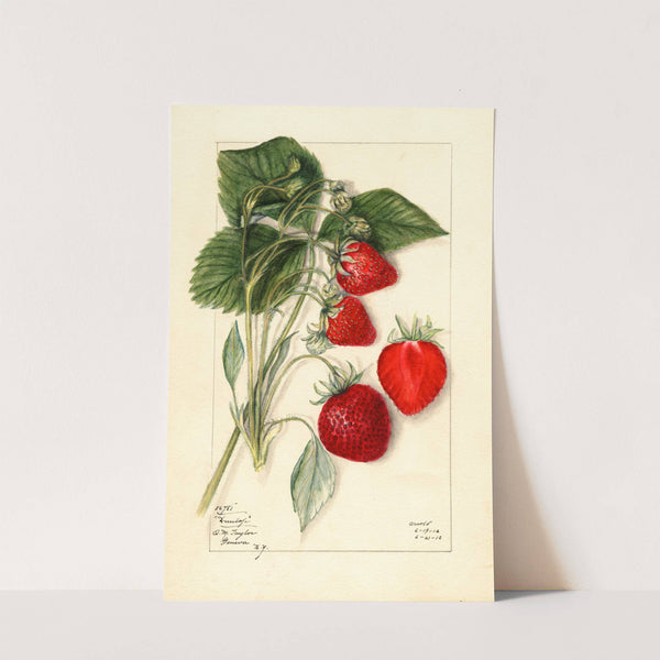 Fragaria: Dunlap by Mary Daisy Arnold