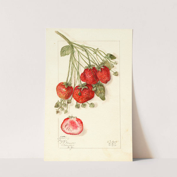 Fragaria: Francis by Mary Daisy Arnold