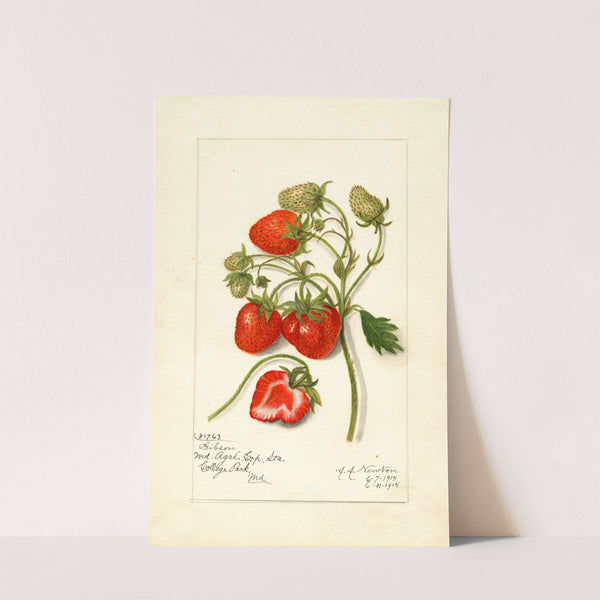 Fragaria: Gibson (1915) by Amanda Almira Newton