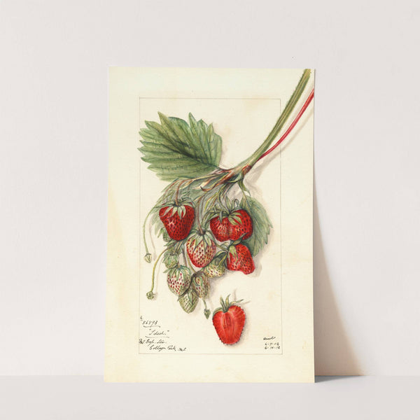 Fragaria: Ideal by Mary Daisy Arnold