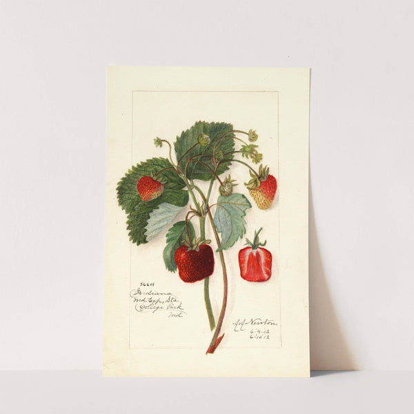 Fragaria: Indiana by Amanda Almira Newton