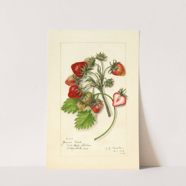 Fragaria: James Todd by Amanda Almira Newton