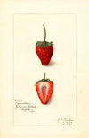 Fragaria: Jamestown