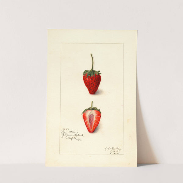 Fragaria: Jamestown by Amanda Almira Newton