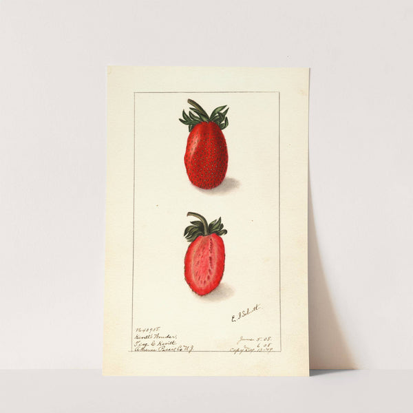 Fragaria: Kevitts Wonder by Ellen Isham Schutt