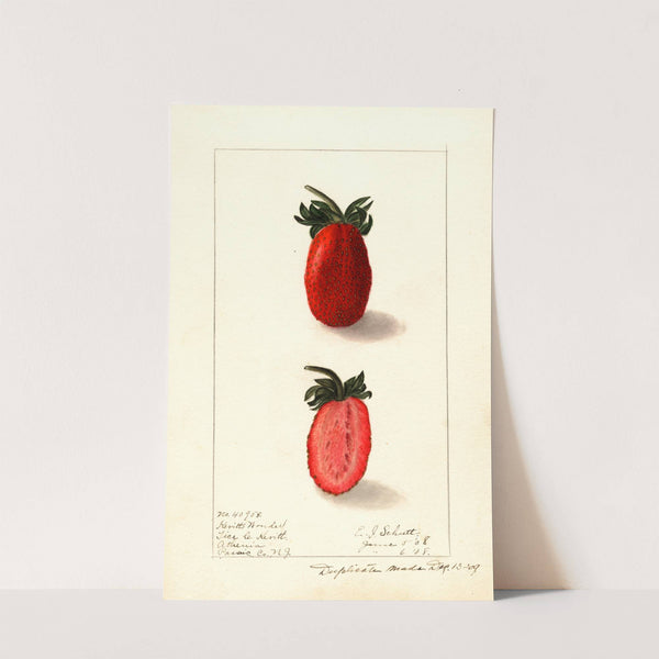 Fragaria: Kevitts Wonder by Ellen Isham Schutt