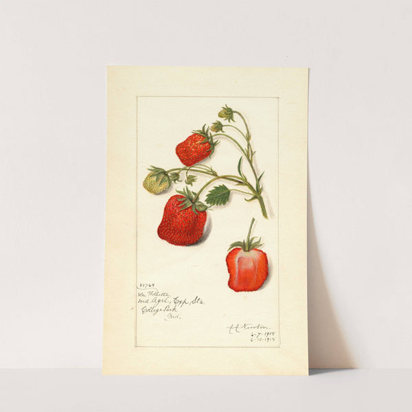 Fragaria: La Follette by Amanda Almira Newton