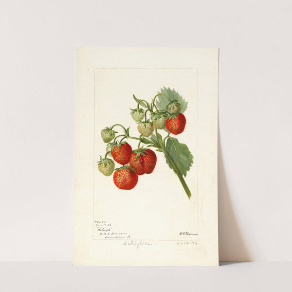 Fragaria: Lehigh by Deborah Griscom Passmore