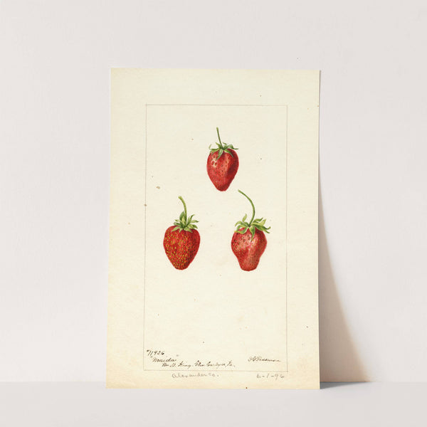 Fragaria: Maida by Deborah Griscom Passmore