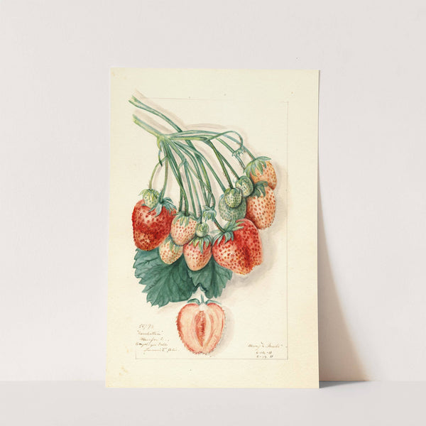 Fragaria: Manhattan by Mary Daisy Arnold