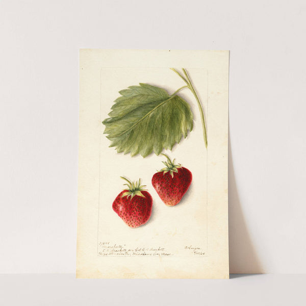 Fragaria: Marshall by Bertha Heiges