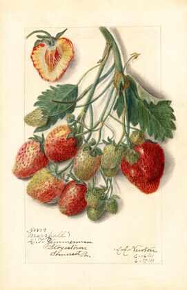 Fragaria: Marshall