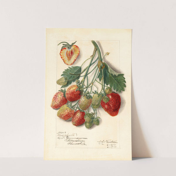 Fragaria: Marshall by Amanda Almira Newton