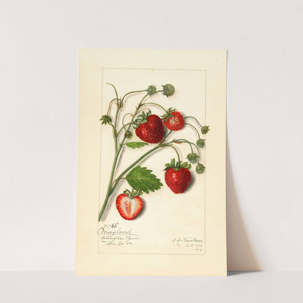 Fragaria: Maryland by Amanda Almira Newton