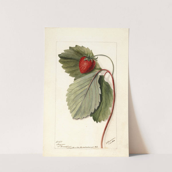 Fragaria: Maynor by Deborah Griscom Passmore