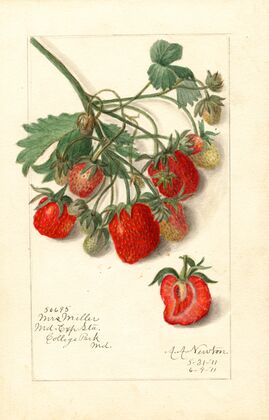 Fragaria: Mrs