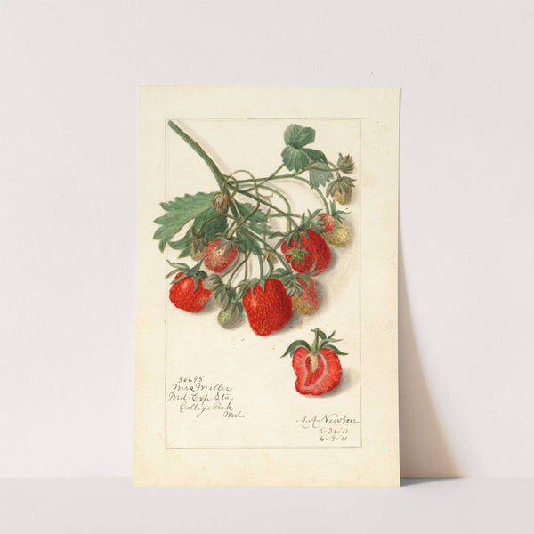 Fragaria: Mrs by Amanda Almira Newton