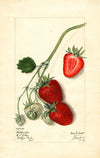 Fragaria: Outlander