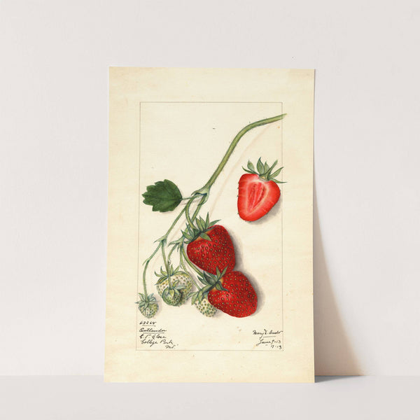 Fragaria: Outlander by Mary Daisy Arnold