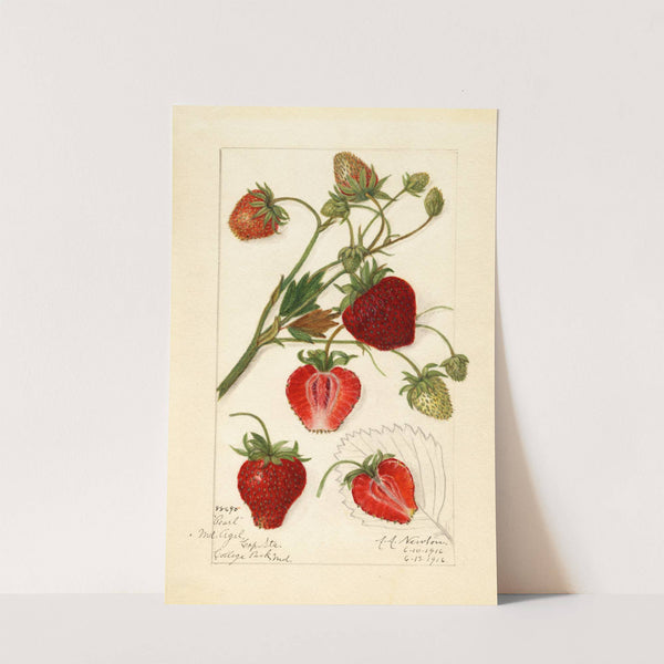 Fragaria: Pearl by Amanda Almira Newton