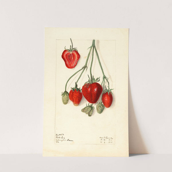 Fragaria: Pink Tea by Elsie E. Lower