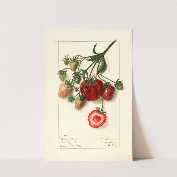 Fragaria: Pocahontas by Ellen Isham Schutt