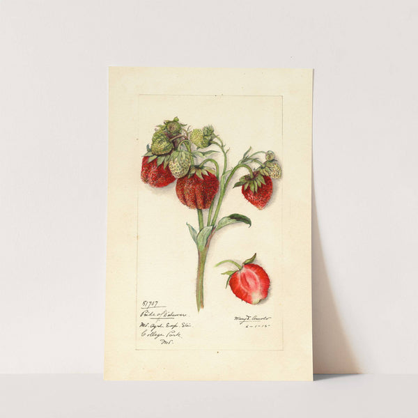 Fragaria: Pride of Delaware by Mary Daisy Arnold