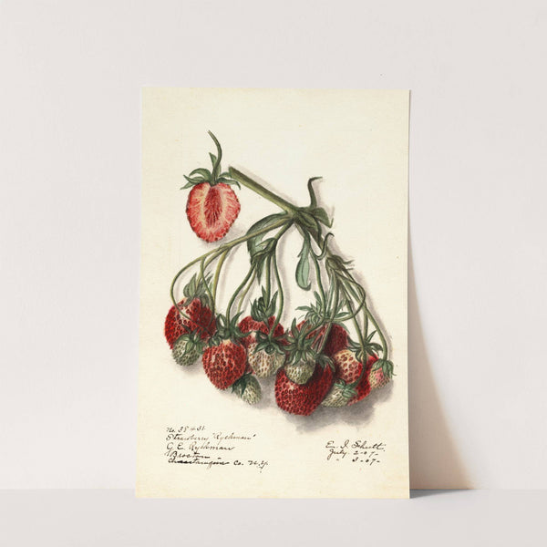 Fragaria: Ryckman by Ellen Isham Schutt