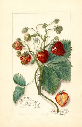 Fragaria: Saunders