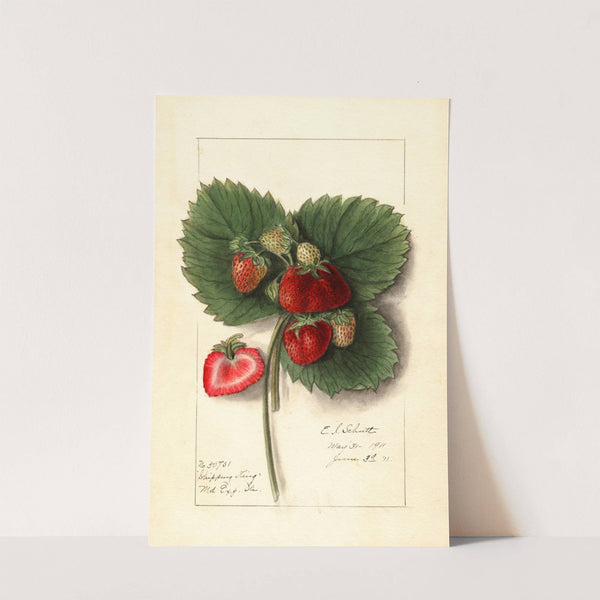 Fragaria: Shipping King by Ellen Isham Schutt