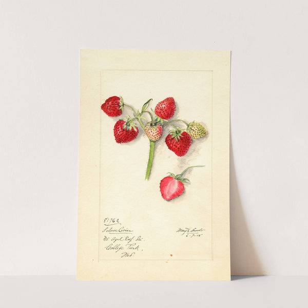 Fragaria: Silver Coin by Mary Daisy Arnold