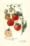 Fragaria: Stephens Late Champion