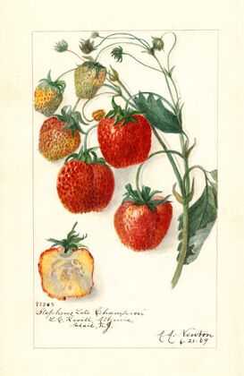 Fragaria: Stephens Late Champion