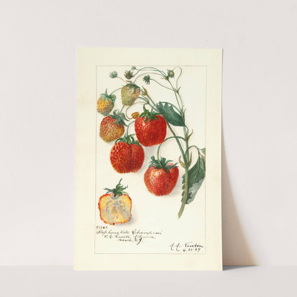 Fragaria: Stephens Late Champion by Amanda Almira Newton