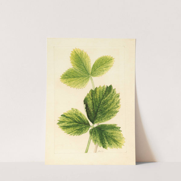 Fragaria: Strawberry by Ellen Isham Schutt