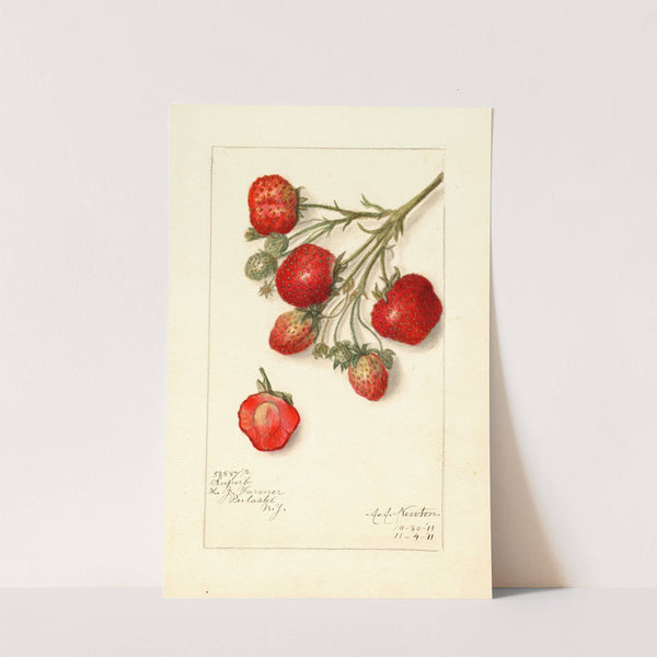 Fragaria: Superb by Amanda Almira Newton