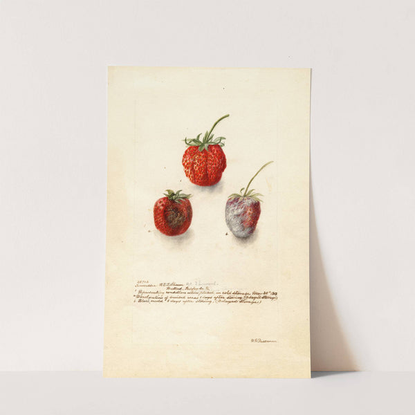 Fragaria: Tennessee by Deborah Griscom Passmore