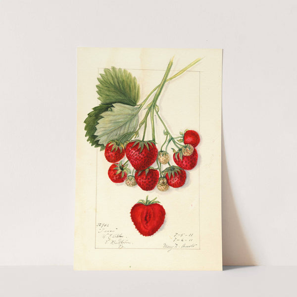 Fragaria: Texas by Mary Daisy Arnold