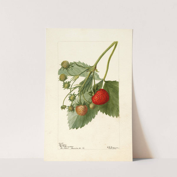 Fragaria: Thompson by Deborah Griscom Passmore