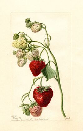 Fragaria: Timbrell
