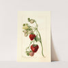 Fragaria: Timbrell by Deborah Griscom Passmore