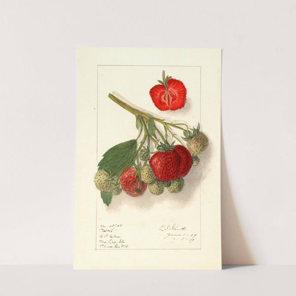 Fragaria: Velvet by Ellen Isham Schutt