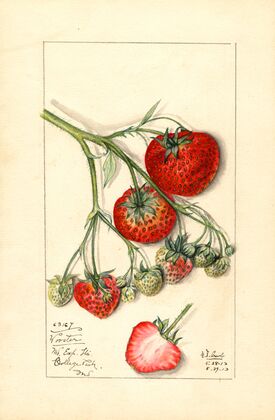 Fragaria: Wooster