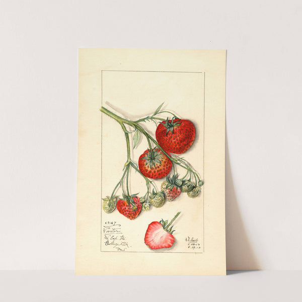 Fragaria: Wooster by Mary Daisy Arnold