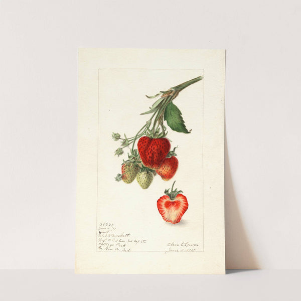 Fragaria: Yant by Elsie E. Lower