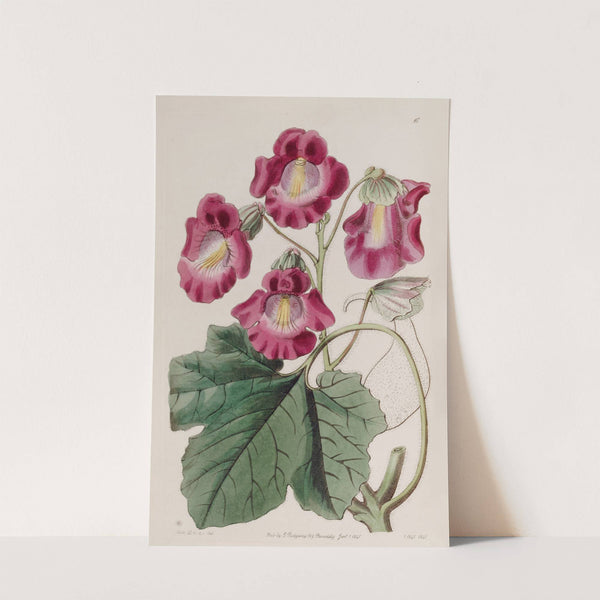 Fragrant Martynia by Sydenham Edwards