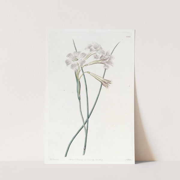Fragrant Sisyrinchium by Sydenham Edwards