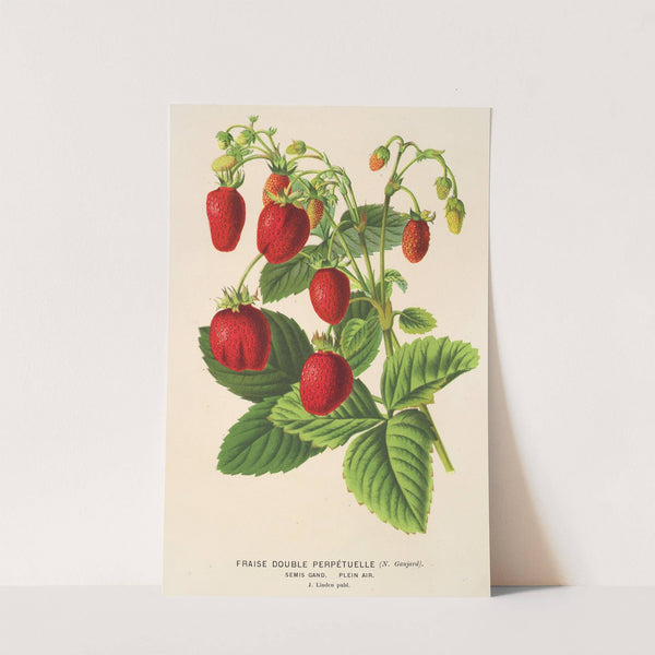 Fraise double perpétuelle by Charles Antoine Lemaire